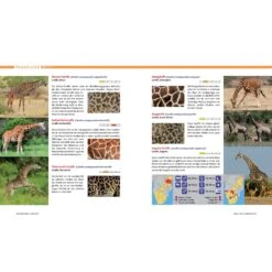 AFRIKA SAFARI REISEFÜHRER - Reiseführer 9 AFRIKA SAFARI REISEFÜHRER - Reiseführer -Globetrotter 5637362886 c afrika safari reisefuehrer 24