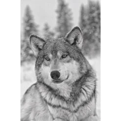 Das Geheime Wissen Der Wölfe - Sachbuch 7 Das Geheime Wissen Der Wölfe - Sachbuch -Globetrotter 5637579457 c das geheime wissen der woelfe 24