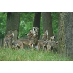 Die Hoffnung Und Der Wolf - Reisetagebuch 7 Die Hoffnung Und Der Wolf - Reisetagebuch -Globetrotter 5637642723 c die hoffnung und der wolf 24